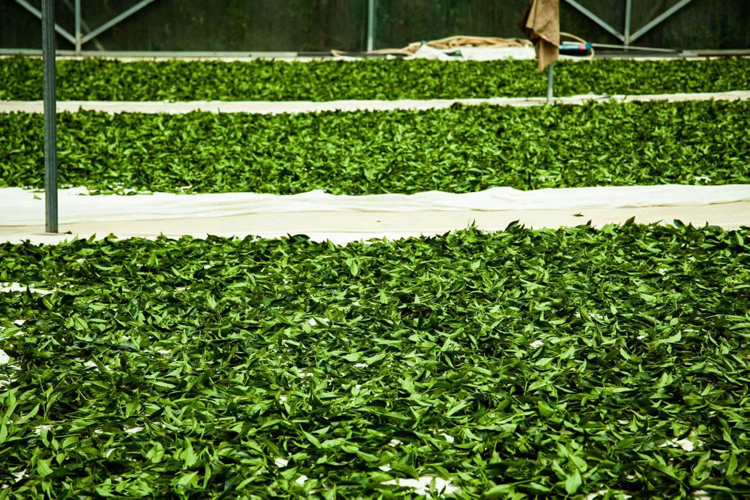 Yunnan "Qing Xin" Taiwan Varietal Jade Oolong Tea | Yunnan Sourcing Tea Shop