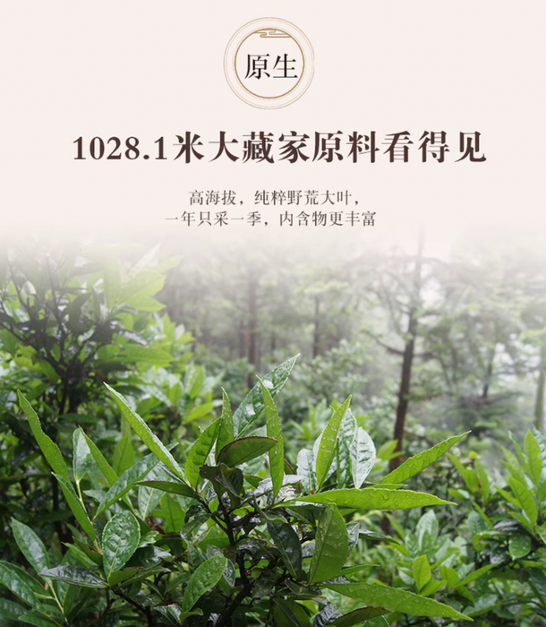 2018 Gao Jia Shan "Da Cang Jia" Wild Harvested Hunan Fu Brick Tea