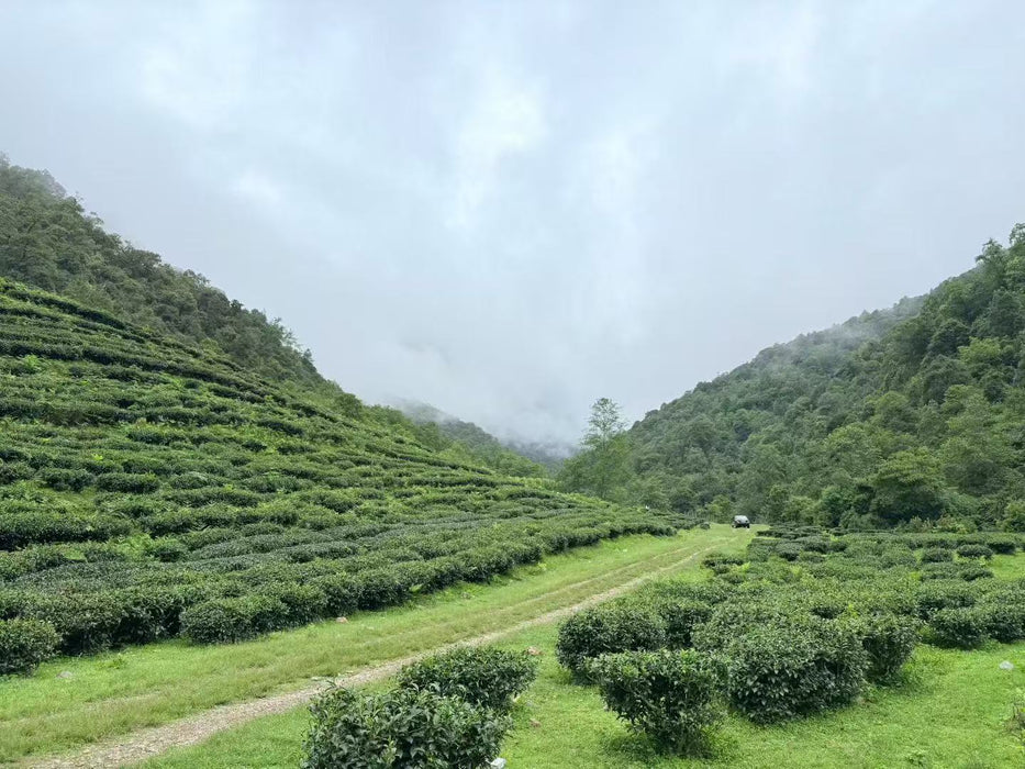 Yunnan "Qing Xin" Taiwan Varietal Jade Oolong Tea | Yunnan Sourcing Tea Shop