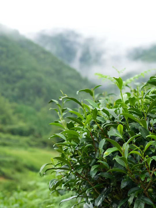 Yunnan "Qing Xin" Taiwan Varietal Red Oolong Tea | Yunnan Sourcing Tea Shop