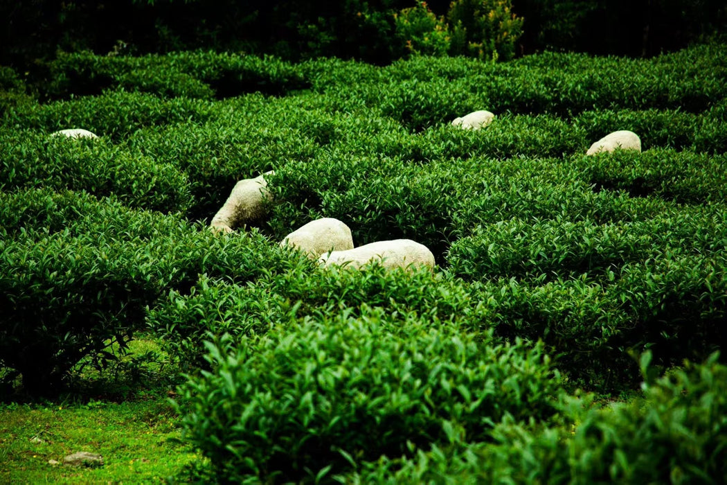 Yunnan "Qing Xin" Taiwan Varietal Red Oolong Tea | Yunnan Sourcing Tea Shop