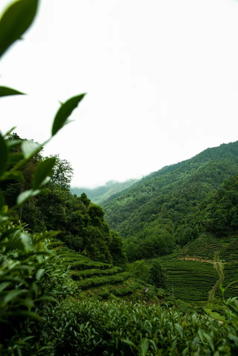 Yunnan ’Eastern Beauty’ Taiwan Varietal Oolong Tea Oolong Tea