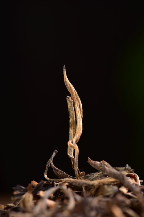 Aged as Mao Cha Ku Zhu Mountain Raw Pu-erh Tea | Yunnan Sourcing Tea Shop