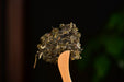 2025 Yunnan Sourcing "Autumn Jiu Tai Po" Old Arbor Raw Pu-erh Tea Cake | Yunnan Sourcing Tea Shop