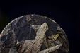 2026 Yunnan Sourcing "Silver Horse" White Tea Mini Cakes | Yunnan Sourcing Tea Shop