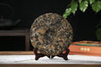 2026 Yunnan Sourcing "Wu Liang Bai Cha" Wild Arbor White Tea Cake | Yunnan Sourcing Tea Shop