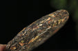 2025 Yunnan Sourcing "Autumn Forest Tea & Cha Hua" Raw Pu-erh Tea Cake | Yunnan Sourcing Tea Shop