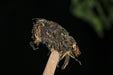 2025 Yunnan Sourcing "Autumn Forest Tea & Cha Hua" Raw Pu-erh Tea Cake | Yunnan Sourcing Tea Shop