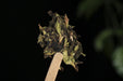 2026 Yunnan Sourcing "Purple White Tea" of Yong De Tea Cake | Yunnan Sourcing Tea Shop