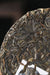 2026 Yunnan Sourcing "Huang Shan Gu Shu" Old Arbor Raw Pu-erh Tea Cake | Yunnan Sourcing Tea Shop