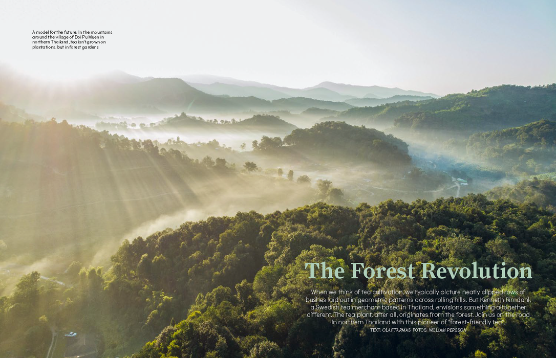 A scenic landscape photograph of misty green forested hills with sun rays filtering through the fog, overlaid with the text 'The Forest Revolution' and a small block of explanatory text.
