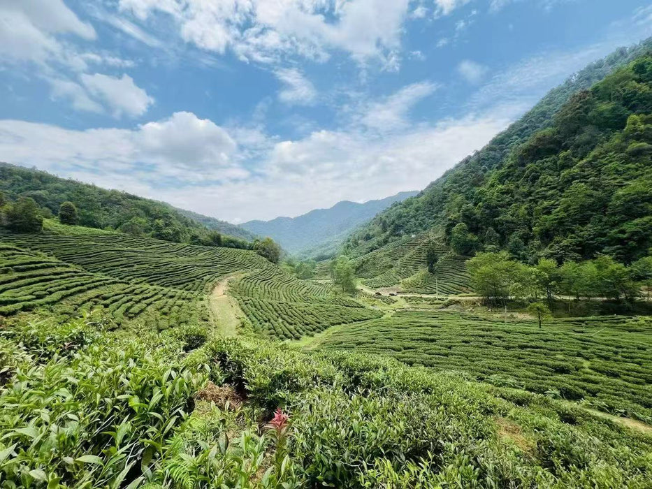 Yunnan "Eastern Beauty" Taiwan Varietal Oolong Tea | Yunnan Sourcing Tea Shop