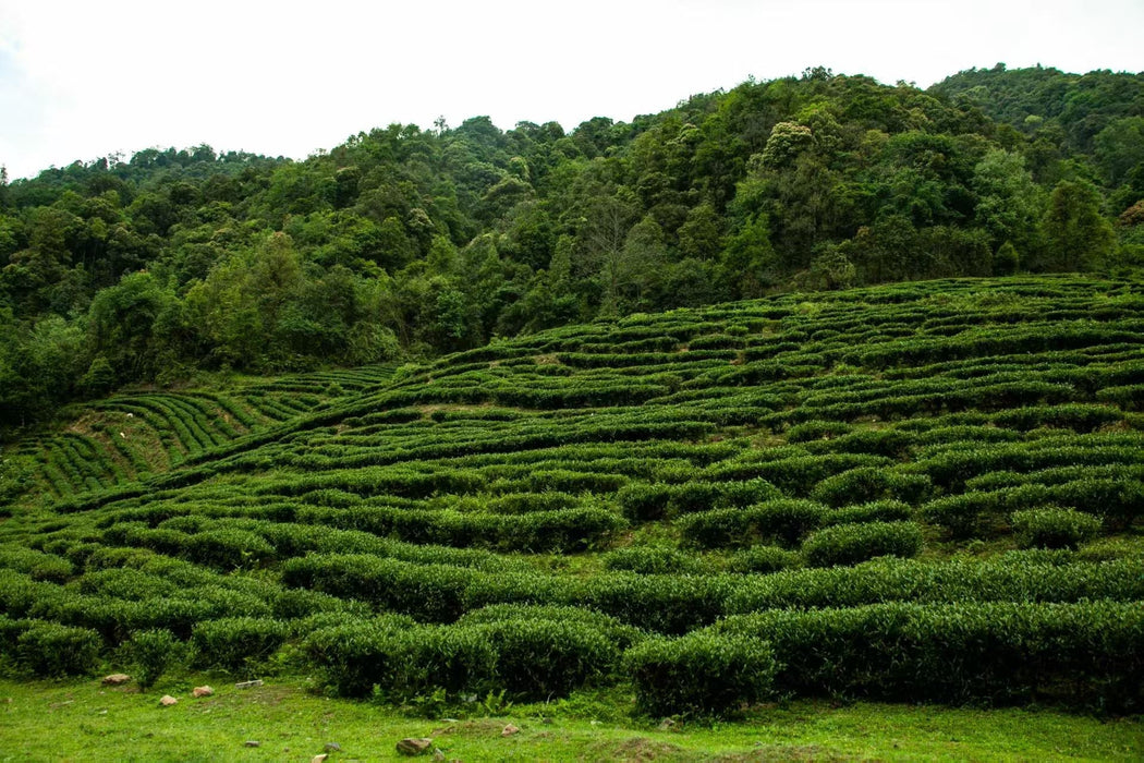 Yunnan "Qing Xin" Taiwan Varietal Red Oolong Tea | Yunnan Sourcing Tea Shop