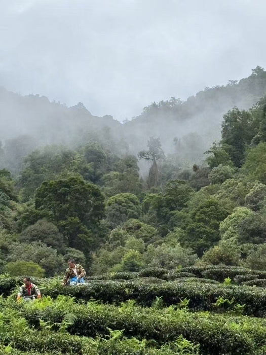 Yunnan "Qing Xin" Taiwan Varietal Jade Oolong Tea | Yunnan Sourcing Tea Shop