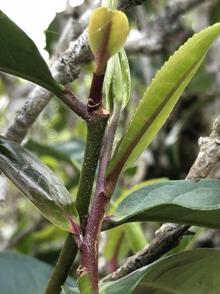 2025 Yunnan Sourcing "San Ke Shu" Old Arbor Raw Pu-erh Tea Cake