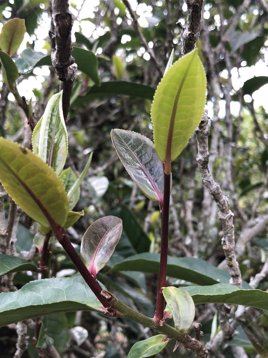 2024 Yunnan Sourcing "San Ke Shu" Old Arbor Raw Pu-erh Tea Cake