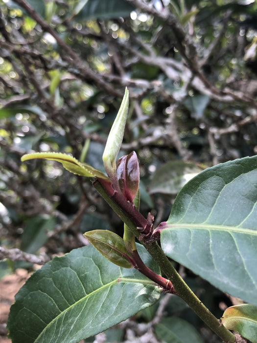 2023 Yunnan Sourcing "San Ke Shu" Old Arbor Raw Pu-erh Tea Cake | Yunnan Sourcing Tea Shop