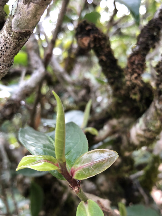 2024 Yunnan Sourcing "San Ke Shu" Old Arbor Raw Pu-erh Tea Cake