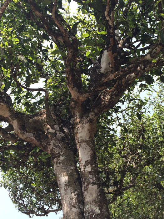 2025 Yunnan Sourcing "San Ke Shu" Old Arbor Raw Pu-erh Tea Cake