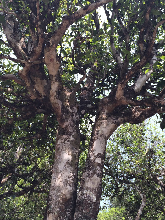 2023 Yunnan Sourcing "San Ke Shu" Old Arbor Raw Pu-erh Tea Cake | Yunnan Sourcing Tea Shop