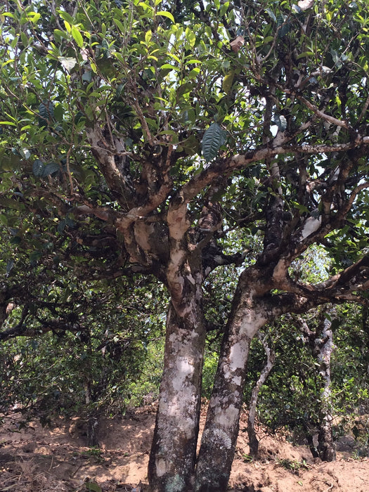 2023 Yunnan Sourcing "San Ke Shu" Old Arbor Raw Pu-erh Tea Cake | Yunnan Sourcing Tea Shop