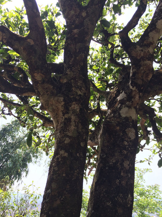 2023 Yunnan Sourcing "San Ke Shu" Old Arbor Raw Pu-erh Tea Cake | Yunnan Sourcing Tea Shop