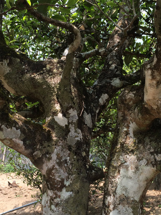 2023 Yunnan Sourcing "San Ke Shu" Old Arbor Raw Pu-erh Tea Cake | Yunnan Sourcing Tea Shop