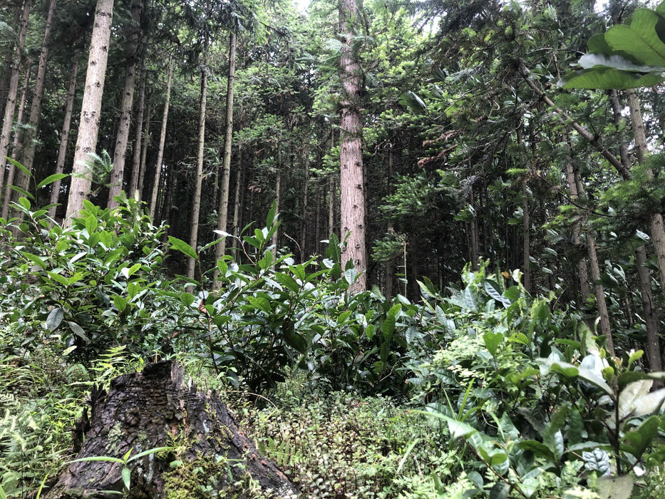 2021 Cha Yu Lin "Gao Ma Village" Wild Tian Jian in Basket | Yunnan Sourcing Tea Shop