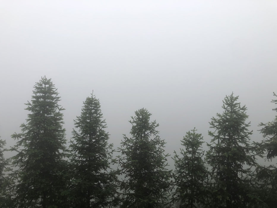 2022 Cha Yu Lin "Gao Ma Village Core" Wild Tian Jian Dragon Ball Tea