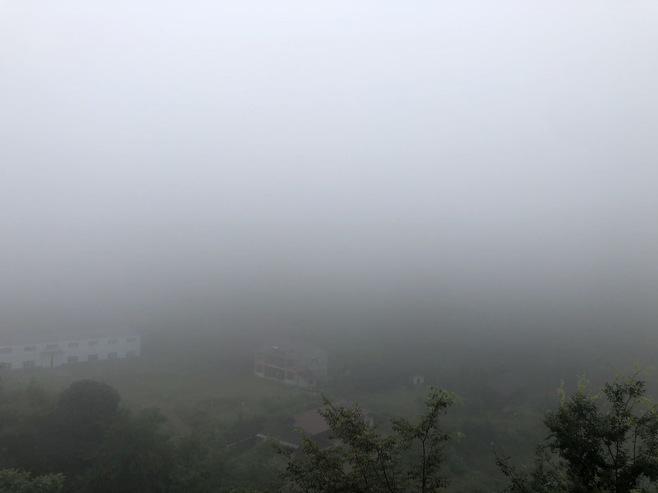 2021 Cha Yu Lin "Gao Ma Village" Wild Tian Jian in Basket | Yunnan Sourcing Tea Shop