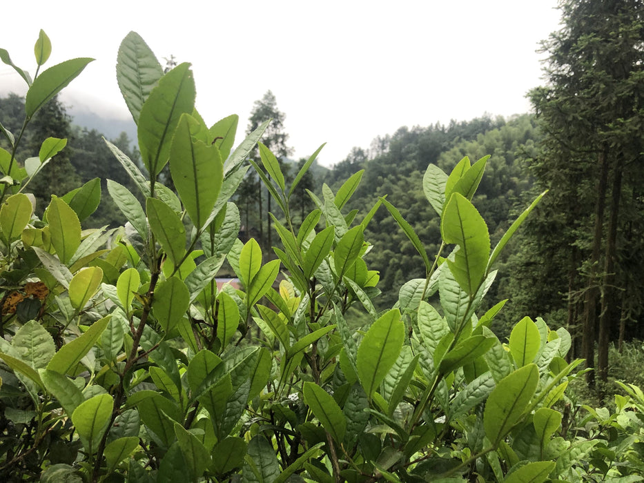 2021 Cha Yu Lin "Gao Ma Village" Wild Tian Jian in Basket | Yunnan Sourcing Tea Shop