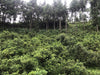 2021 Cha Yu Lin "Gao Ma Village" Wild Tian Jian in Basket | Yunnan Sourcing Tea Shop