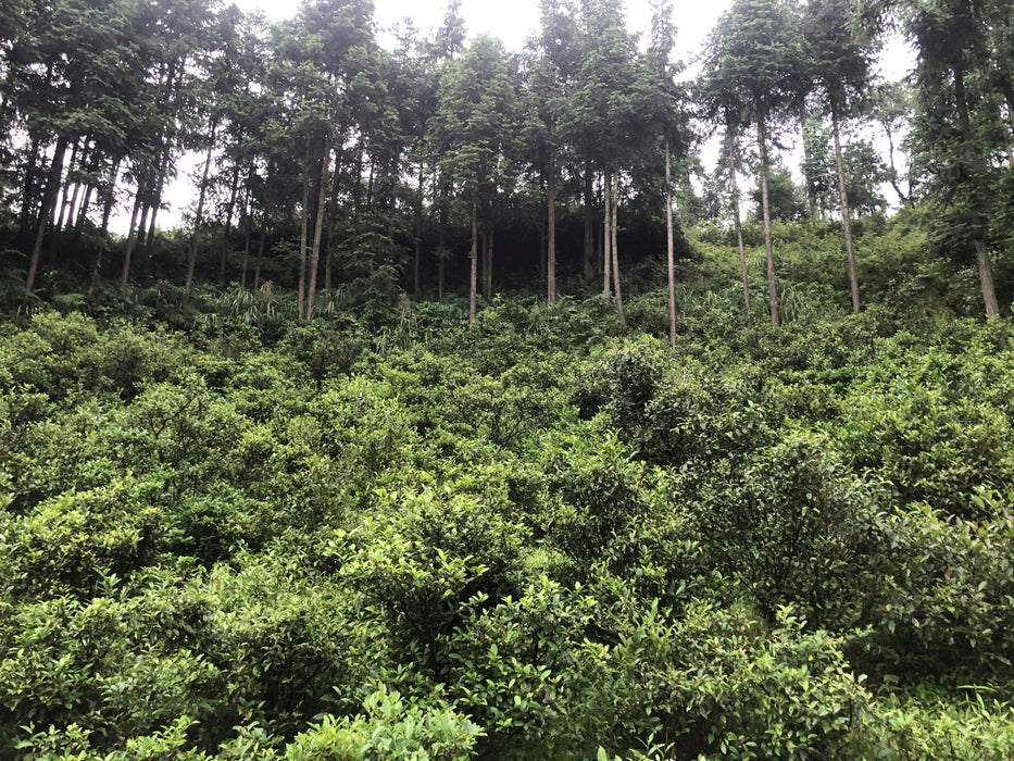 2021 Cha Yu Lin "Gao Ma Village" Wild Tian Jian in Basket | Yunnan Sourcing Tea Shop