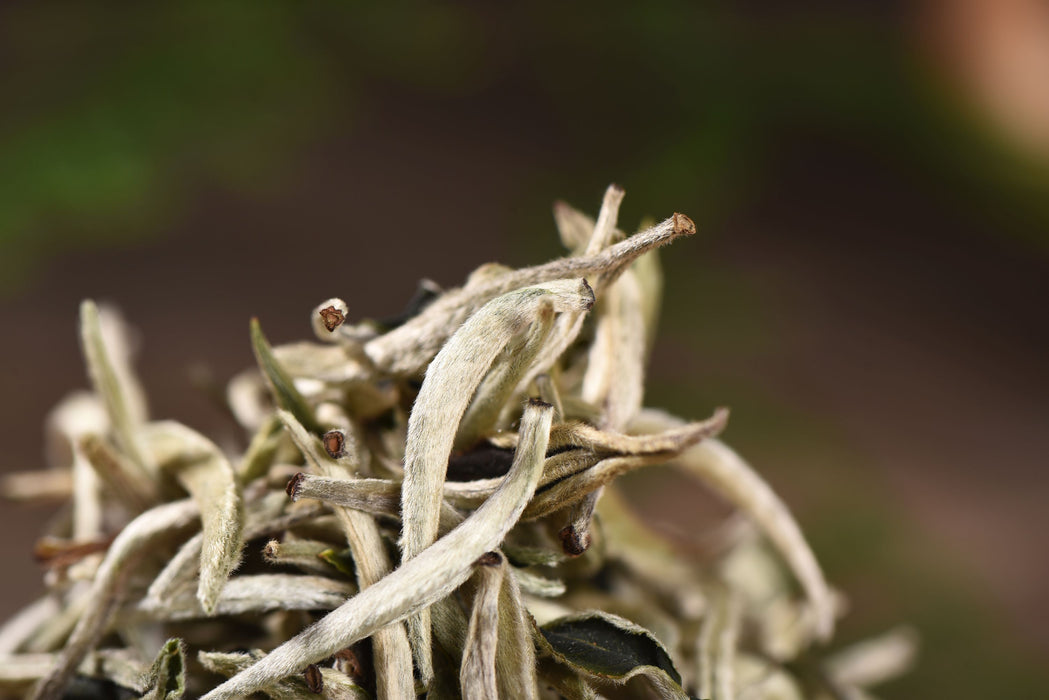 Silver Needles White Tea of Feng Qing