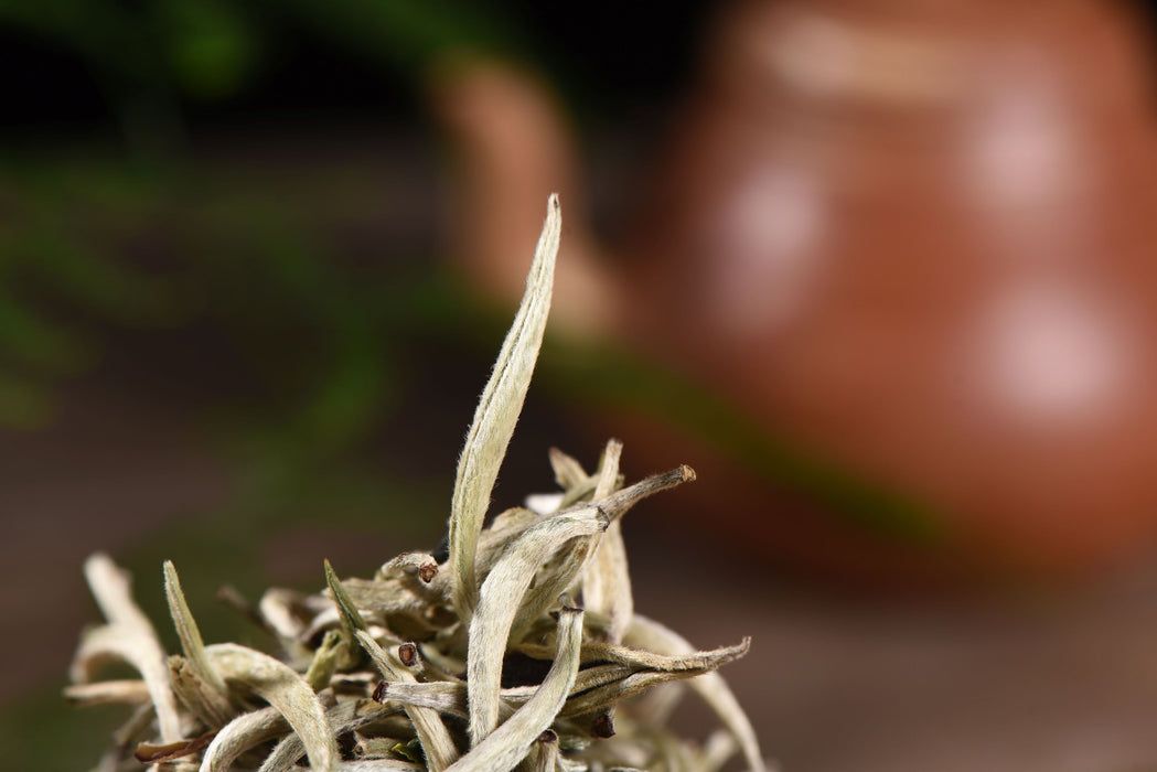 Silver Needles White Tea of Feng Qing