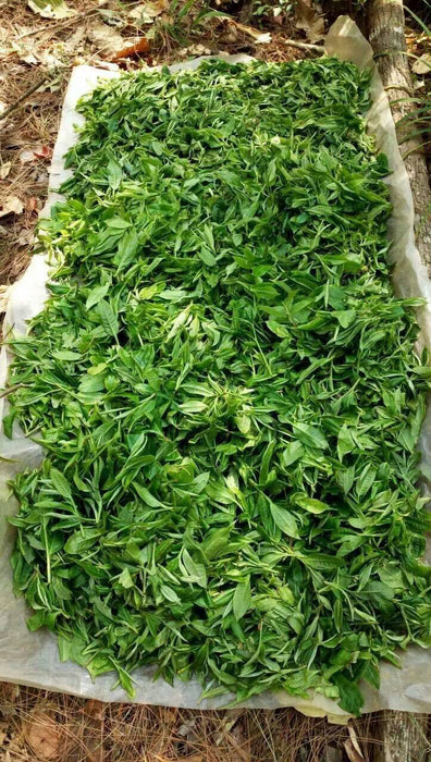 2017 Yunnan Sourcing "Han Gu Di" Old Arbor Raw Pu-erh Tea Cake