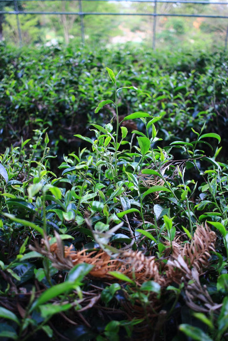 Menghai "Buddha Aroma" Green Tea