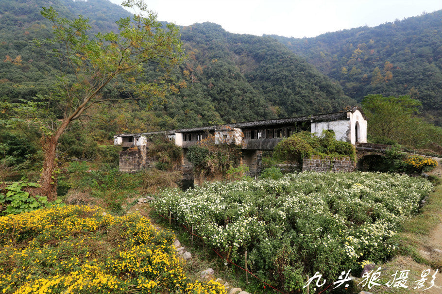 Huang Shan "Emperor's Yellow Chrysanthemum" Flower Tea